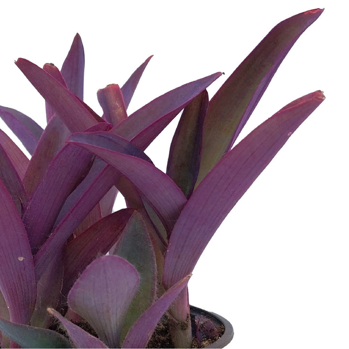 PURPLE HEART PLANT