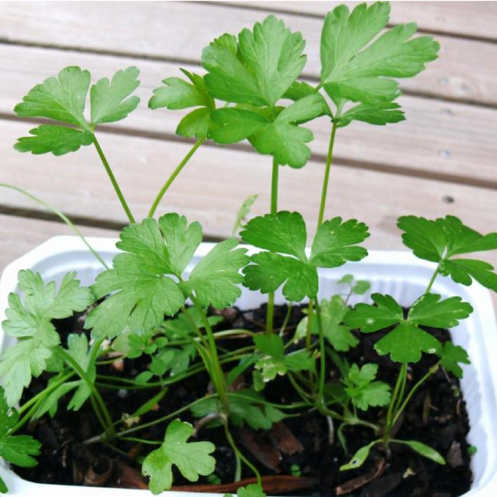 PARSLEY SEEDS<br> بذور البقدونس
