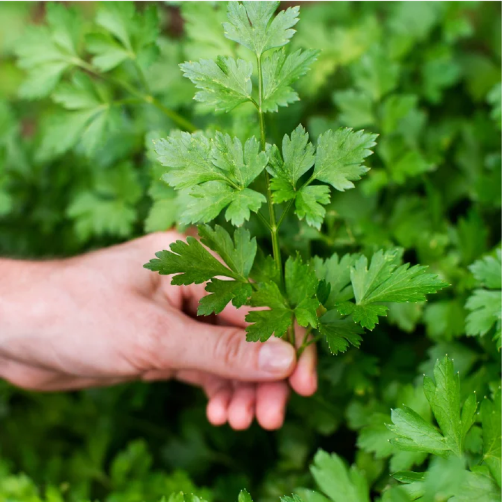 PARSLEY SEEDS<br> بذور البقدونس