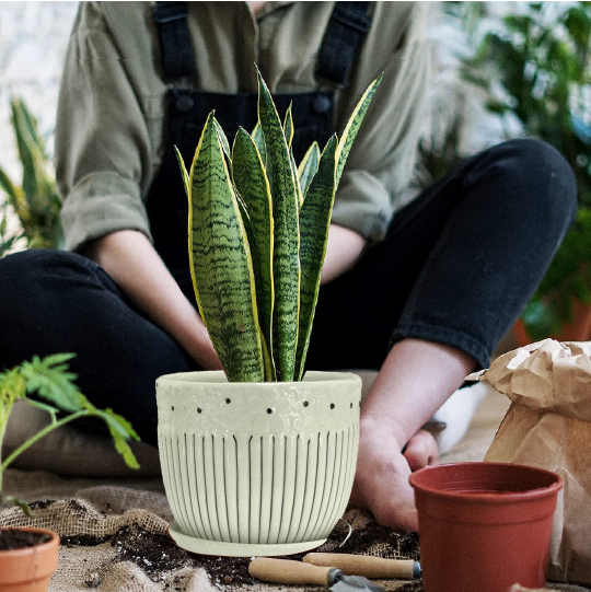 Ceramic Pot - White Ceramic Pot Buy Premium Pots at Affordable Price