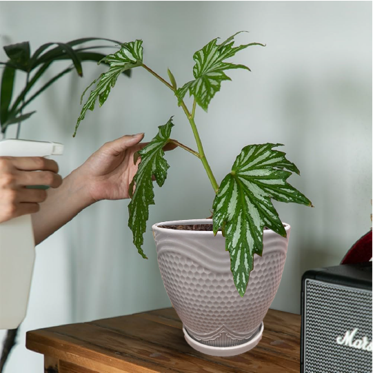 Flower Pots & Planter