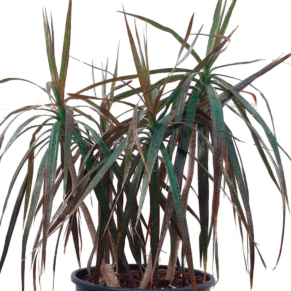 Dracaena Palm Plant Dracaena Tall Indoor Plants Buy Now