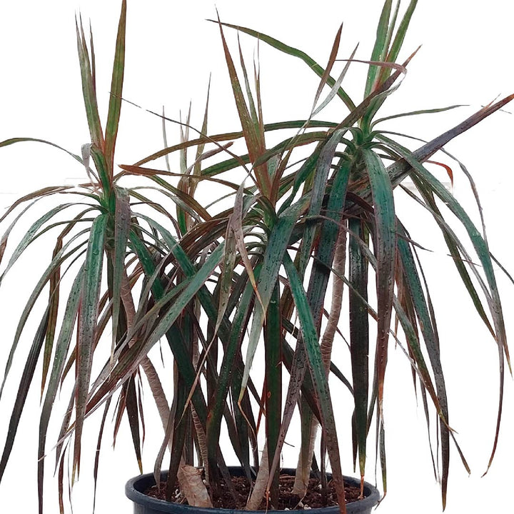 Dracaena Palm Plant Dracaena Tall Indoor Plants Buy Now