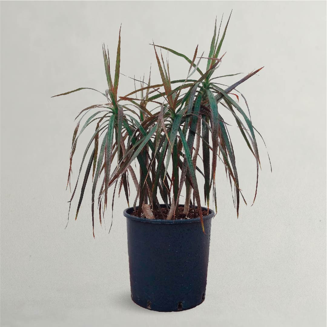 Dracaena Palm Plant