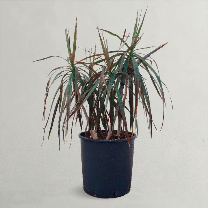 Dracaena Palm Plant