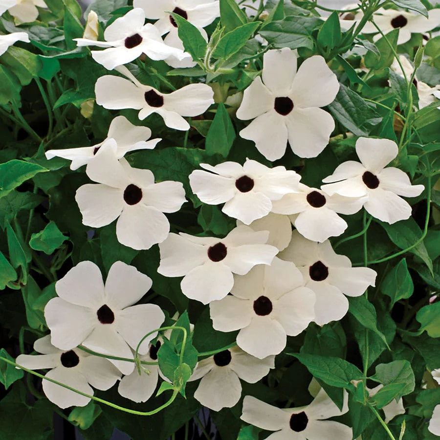 SUSIE WHITE BLACK EYE VINE SEEDLING<BR>شتلات متسلقة سوزي وايت بلاك آي