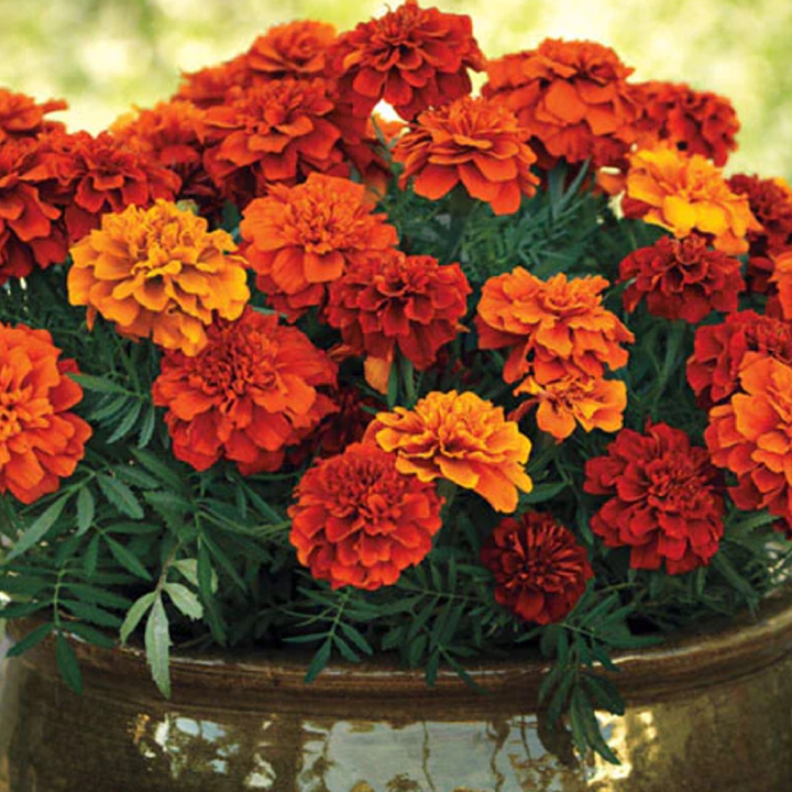 RED MARIGOLD SEEDS <br>بذور زهور القطيفة الحمراء