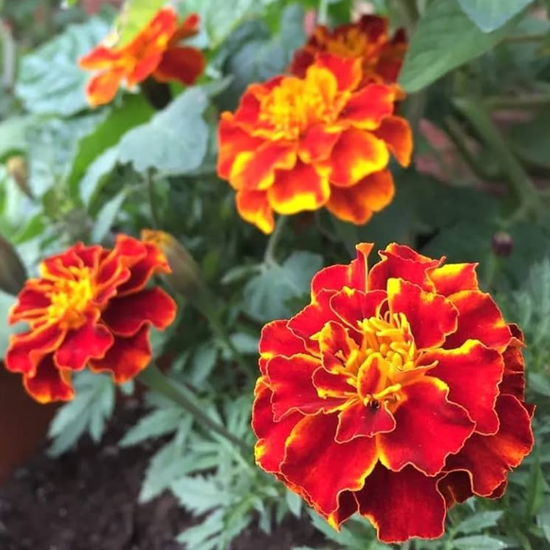 RED MARIGOLD SEEDS <br>بذور زهور القطيفة الحمراء