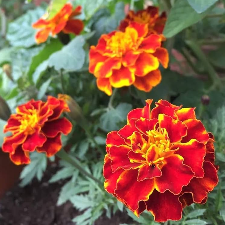 RED MARIGOLD SEEDS <br>بذور زهور القطيفة الحمراء