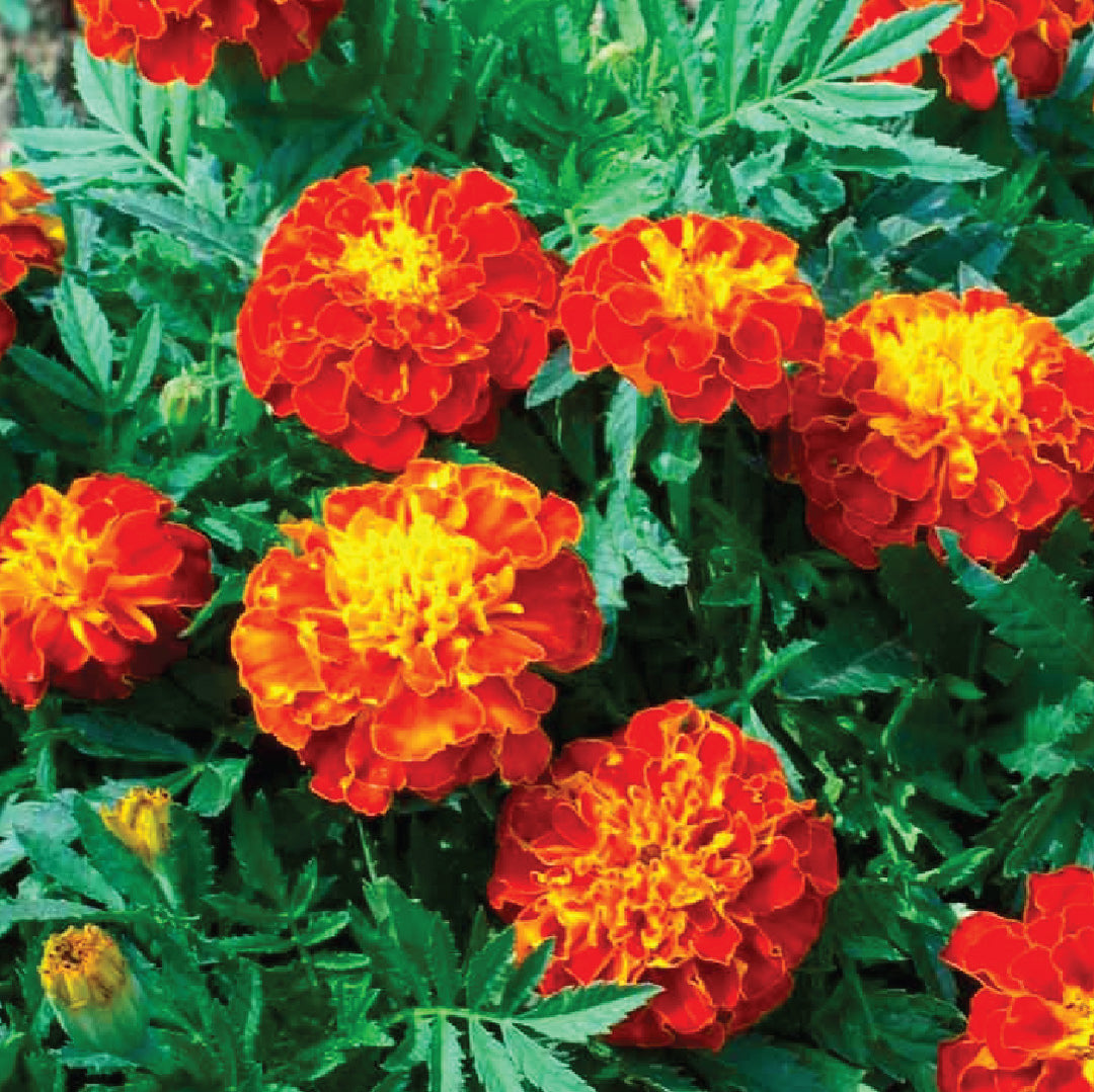 RED MARIGOLD SEEDS <br>بذور زهور القطيفة الحمراء