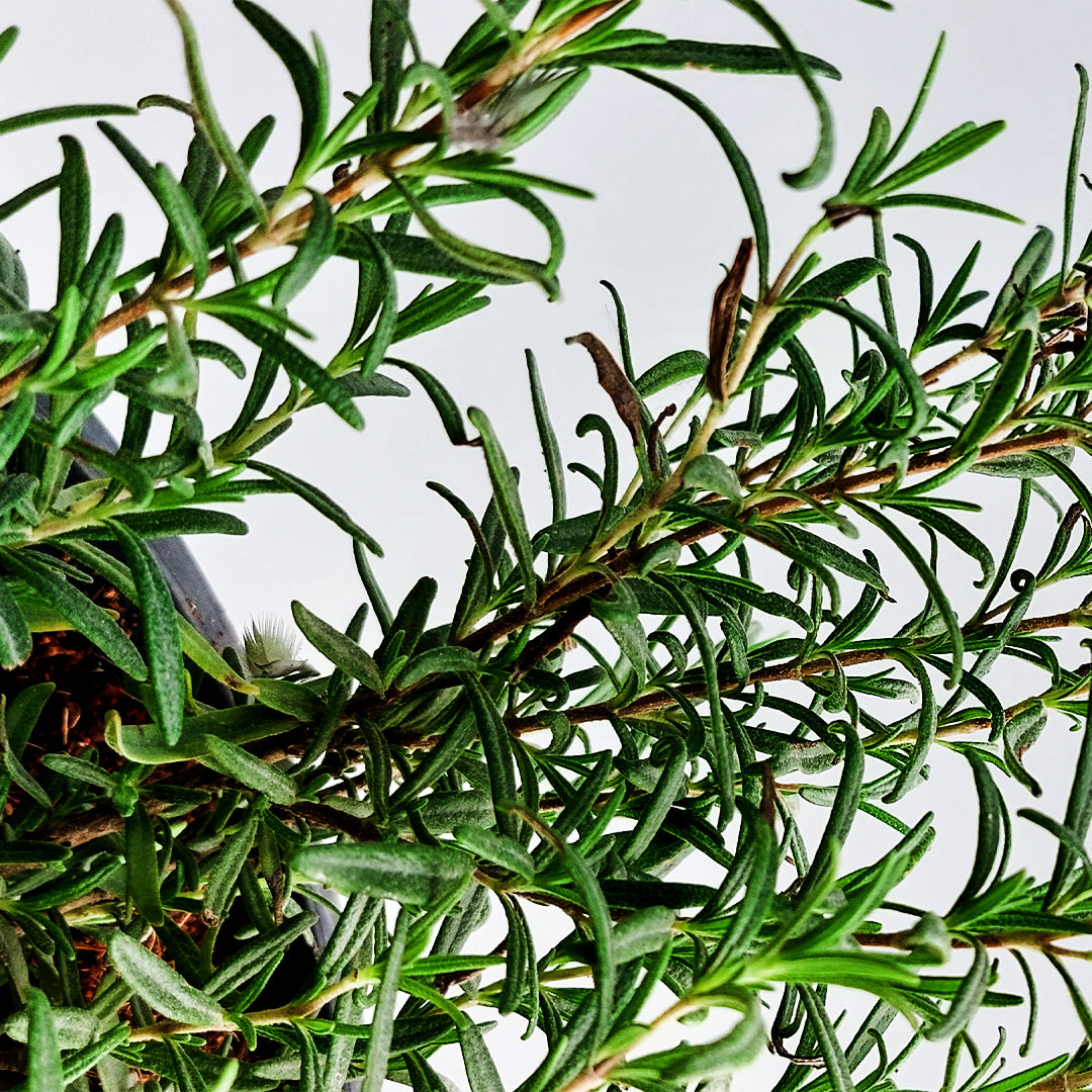 ROSEMARY PLANT