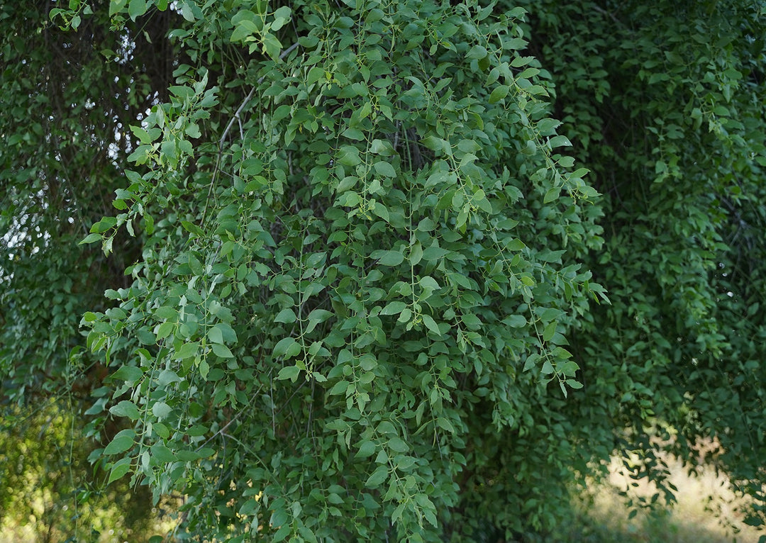 SOAPBERRY TREE SEEDS <br> بذور شجرة الهجليج