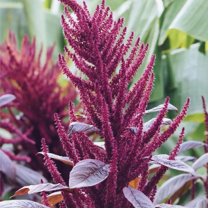 ORGANIC AMARANTH SEEDLING <br> شتلات الأمارانث العضوية