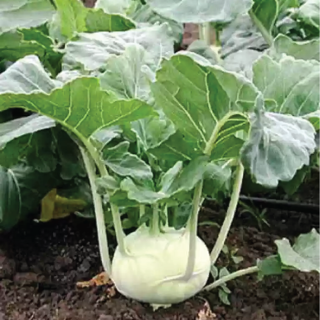 ORGANIC KOHLRABI SEEDLING <br> شتلة اللفت الألماني
