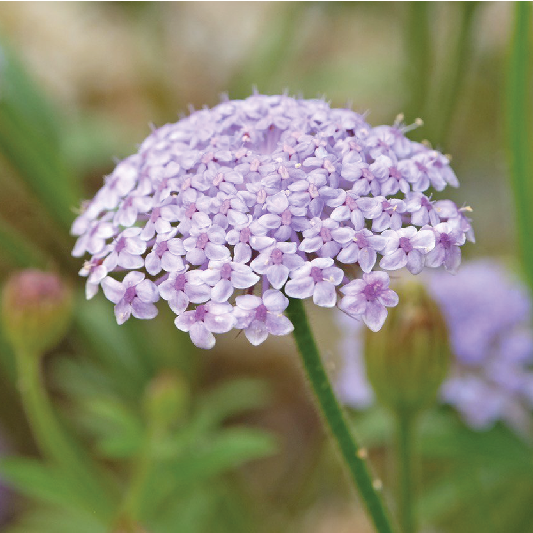 BLUE LACE FLOWER SEEDS <br> بذور زهور بلو ليس