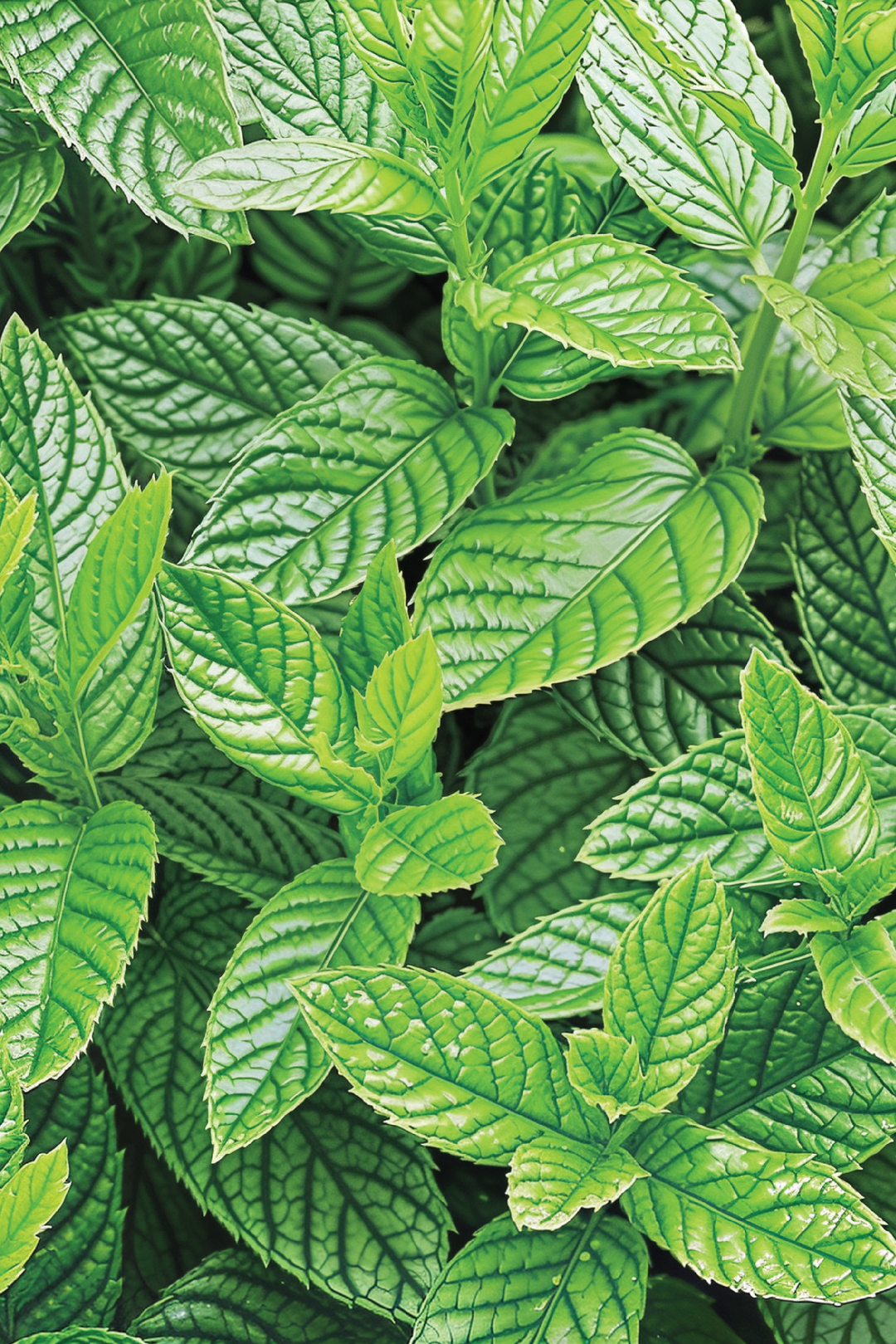 SPEARMINT SEEDS <br> بذور النعناع سبيرمنت