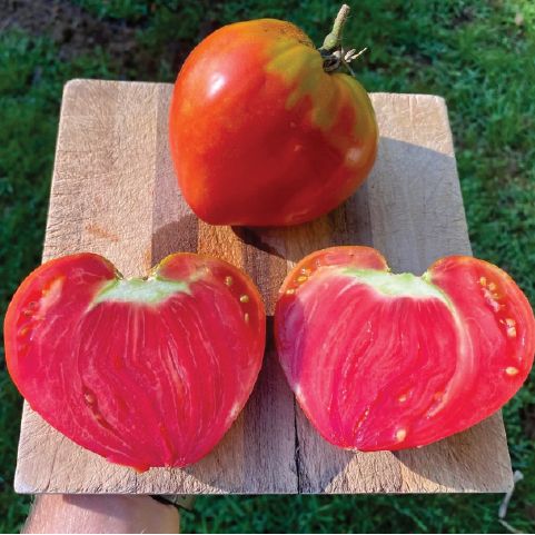 TOMATO HUNGARIAN HEART SEEDLING <br> شتلة الطماطم المجري