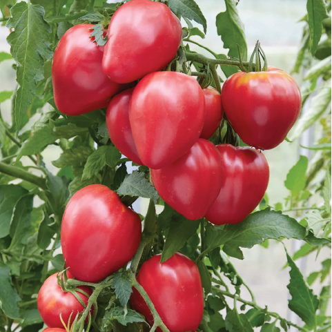 TOMATO HUNGARIAN HEART SEEDLING <br> شتلة الطماطم المجري