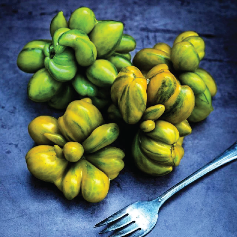 TOMATO PHIL'S TWO SEEDLING <br>شتلة طماطم فيلس تو