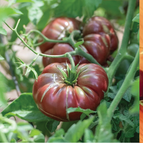 TOMATO PURPLE CALABASH SEEDLING <br>شتلة طماطم كالاباش الارجواني