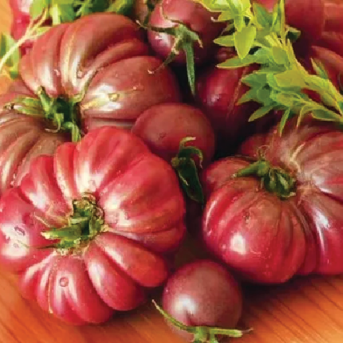 TOMATO PURPLE CALABASH SEEDLING <br>شتلة طماطم كالاباش الارجواني