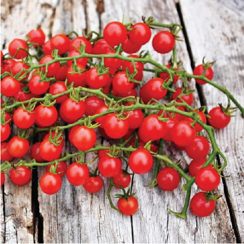 TOMATO RED CURRANT SEEDLING <br> شتلة طماطم الزبيب الأحمر