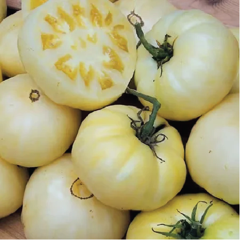 TOMATO WHITE TOMESOL SEEDLING <br> شتلة طماطم الأكورديون البرتقالي