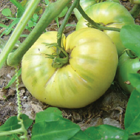 TOMATO WHITE TOMESOL SEEDLING <br> شتلة طماطم الأكورديون البرتقالي