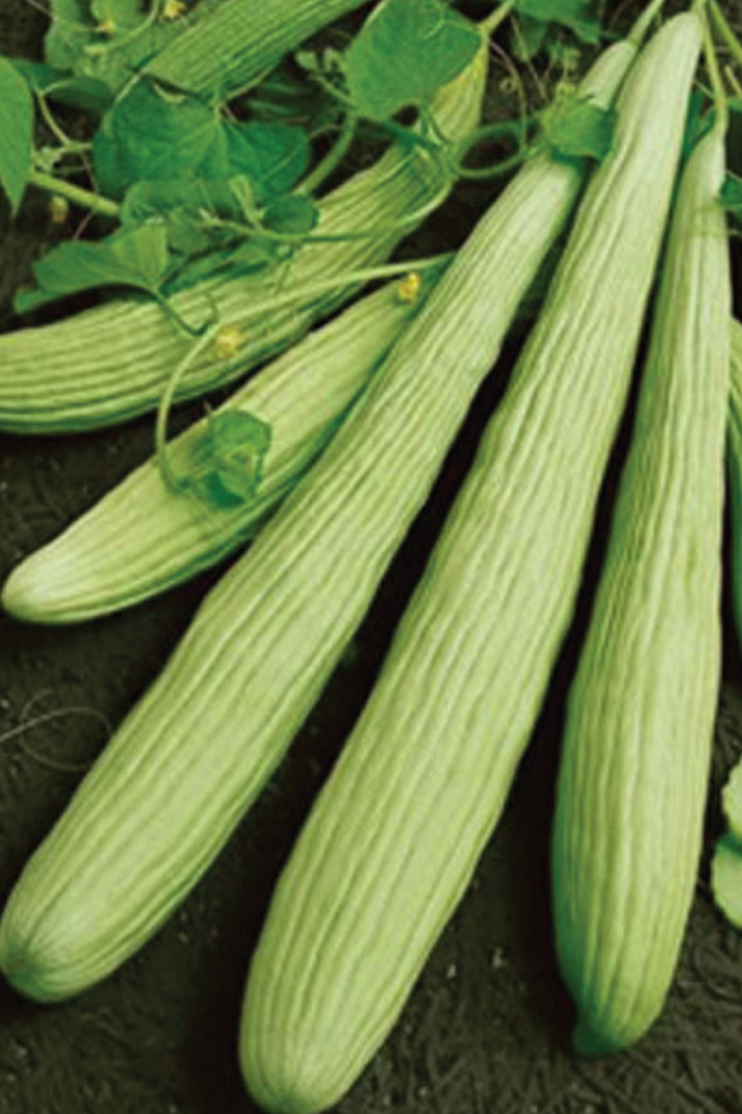 ORGANIC ARMENIAN CUCUMBER SEEDLING <BR>شتلات خيار أرمينية العضوية