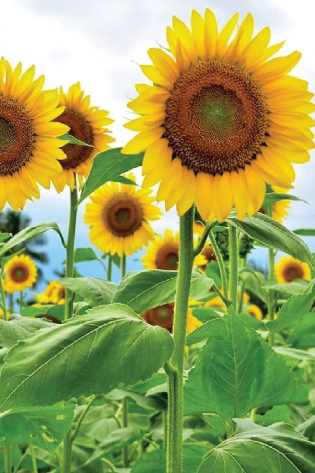 GIANT SUNFLOWER SEEDLING <br>شتلات دوار الشمس العملاق
