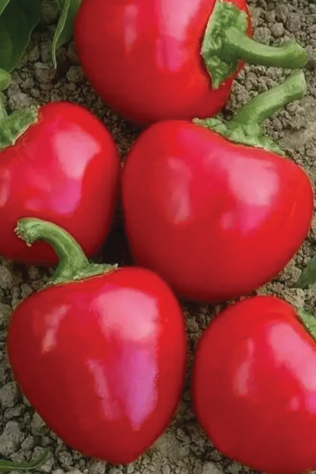 ORGANIC RED LARGE CHERRY PEPPER SEEDLING <br>شتلات فلفل كرز أحمر كبير العضوية