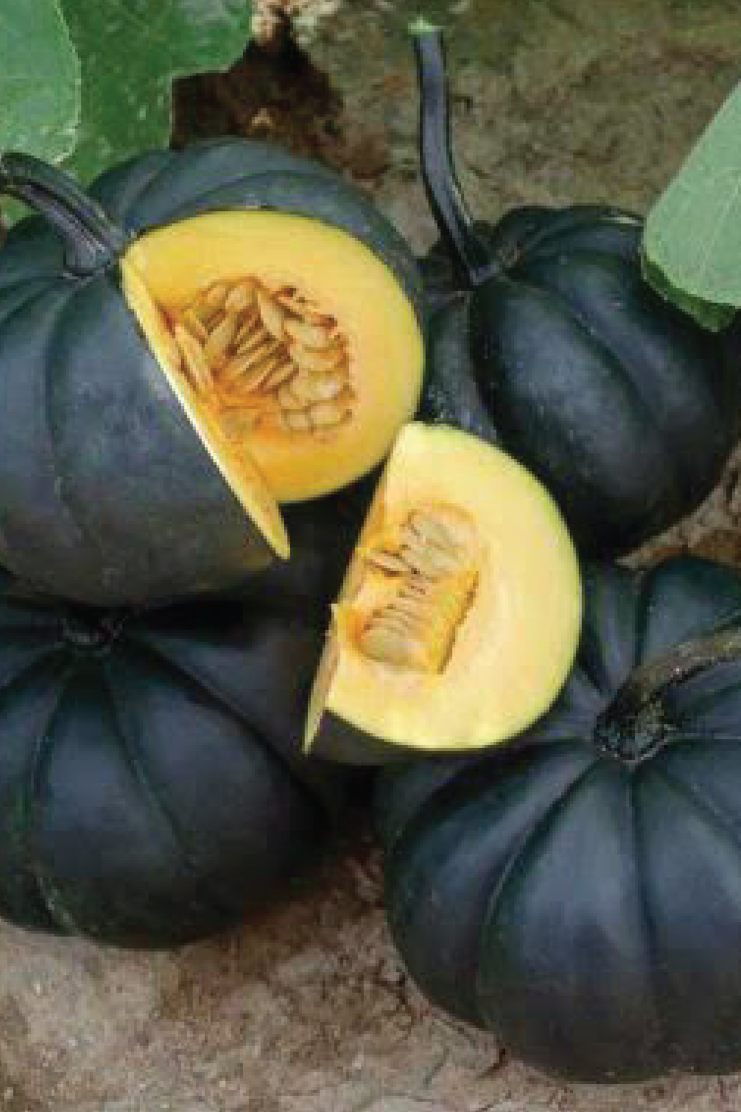 ORGANIC LAMIA BLACK KAT PUMPKIN SEEDLING <br> شتلات قرع لمياء العسلي العضوية
