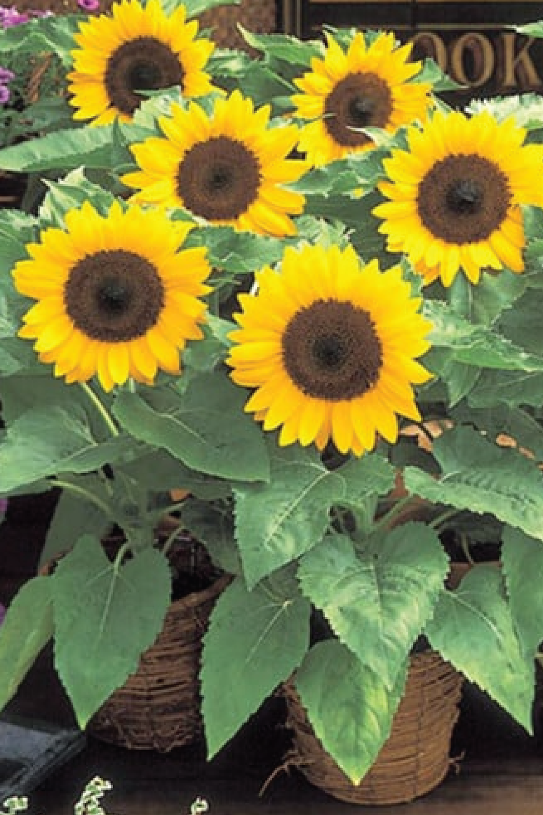 SUNFLOWER DWARF SUNSPOT SEEDLING <br>شتلات دوار الشمس القزمي