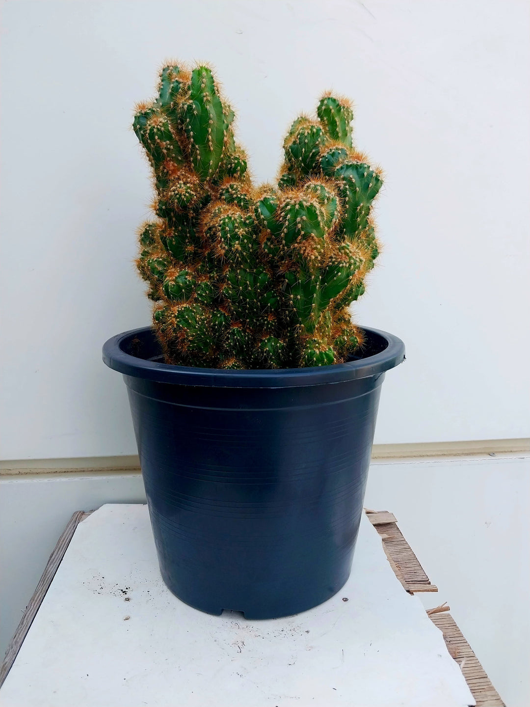 CEREUS PERUVIANUS MONSTROSE