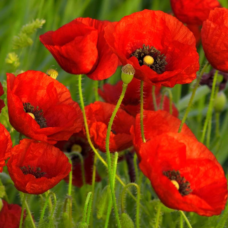POPPY FLOWER SEEDLING <br>شقائق النعمان شتلات الزهور
