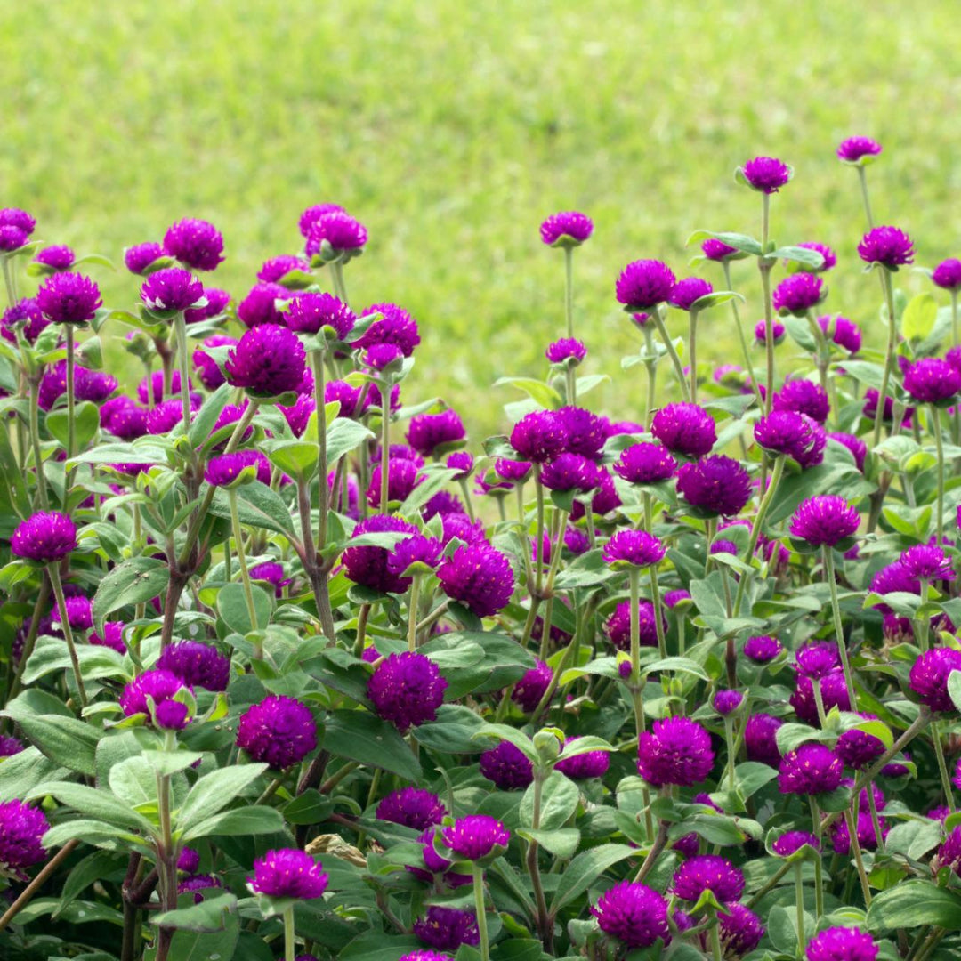 GOMPHRENA SEEDS <br>بذور زهور الجومفرينا
