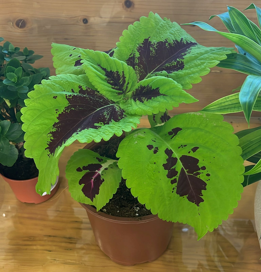 COLEUS PLANT - K1