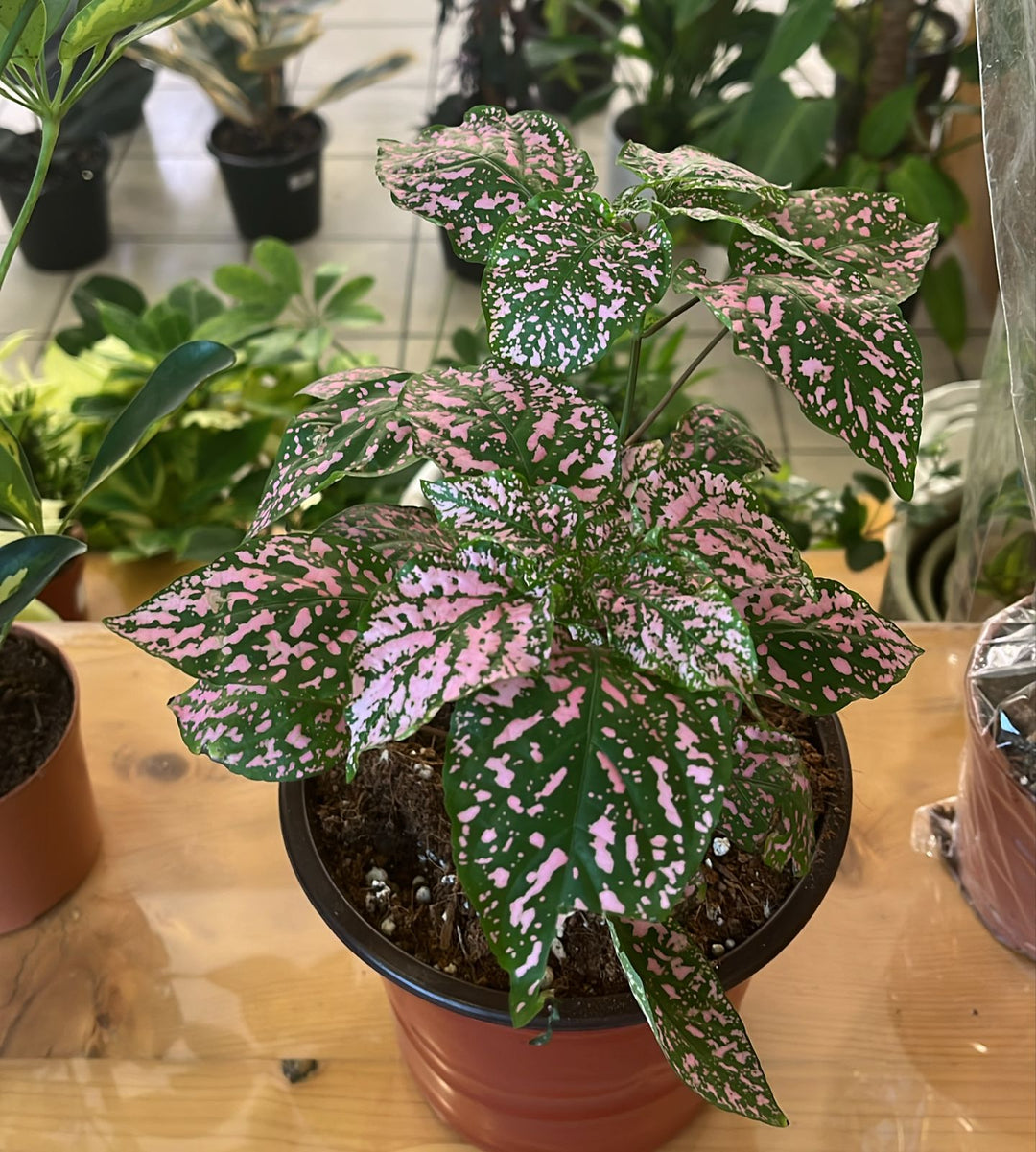 POLKA DOT PLANT - K1