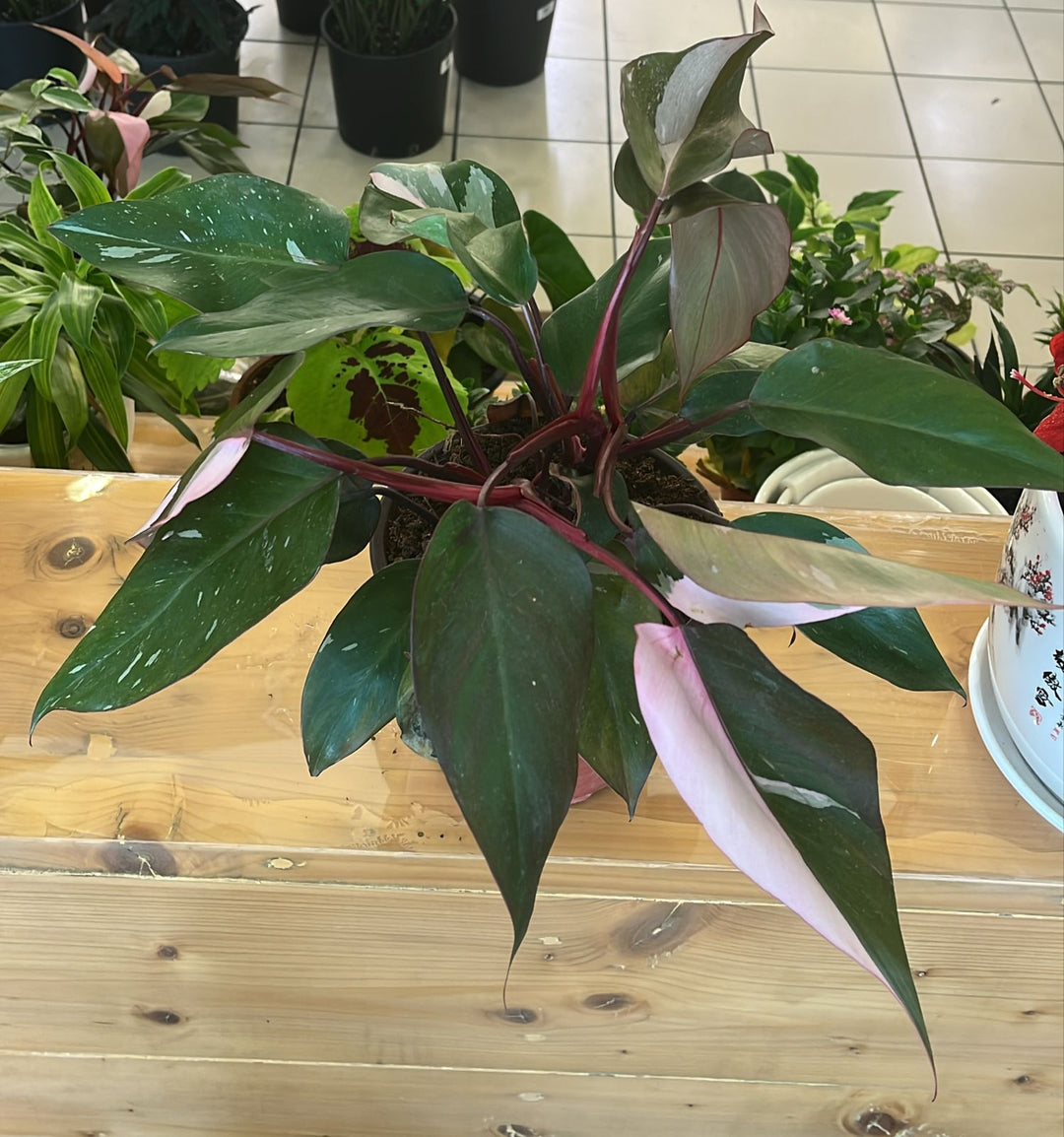 PINK PRINCESS PHILODENDRONS - K1
