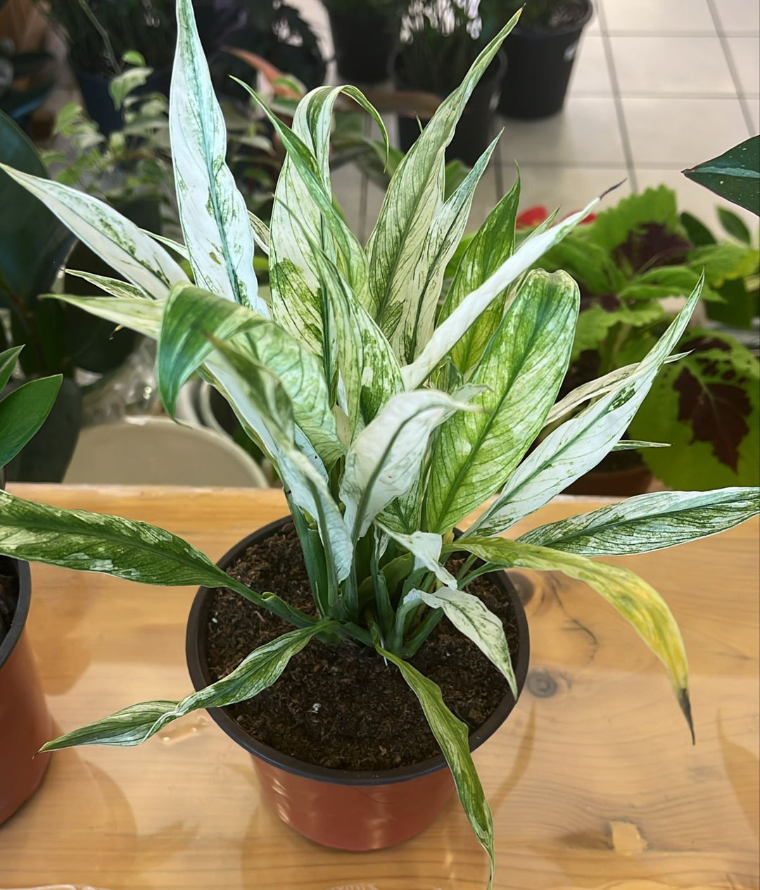 SPATHIPHYLLUM VARIEGATED - K1