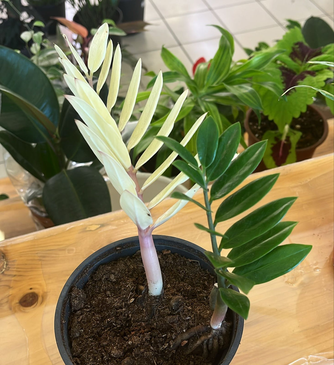 ZZ VARIGATED PLANT - K1