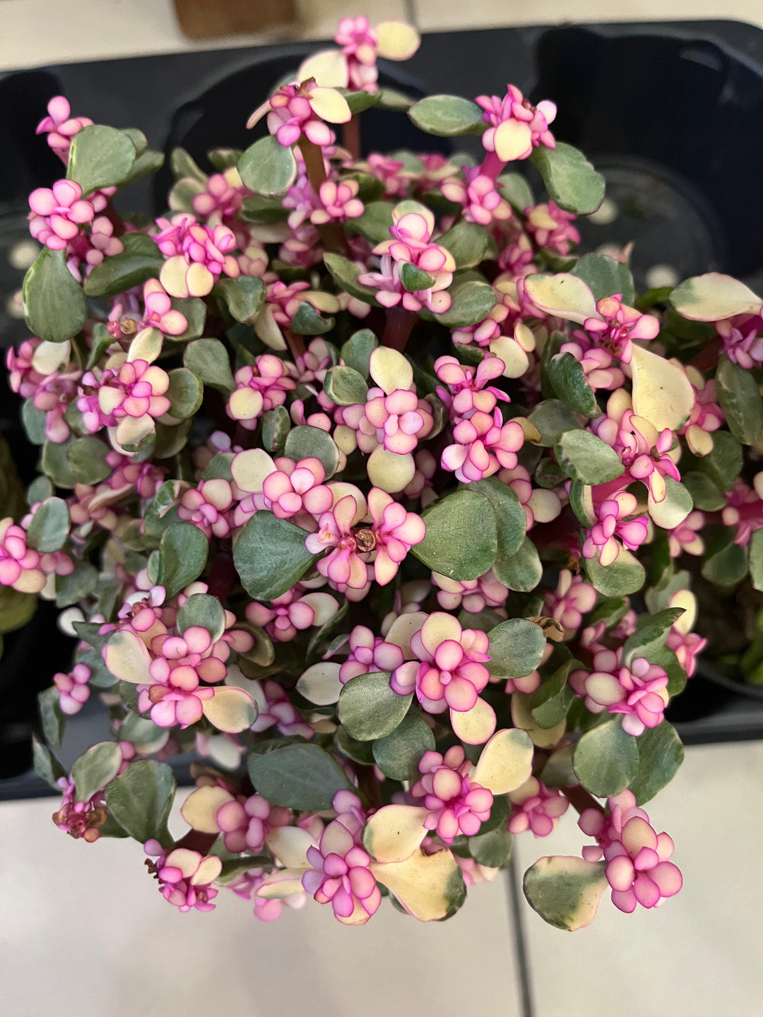 PORTULACARIA AFRA VARIEGATA PINK - K1