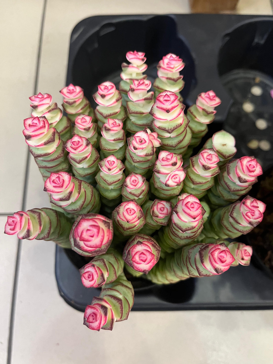 SUCCULENT PLANT - K1