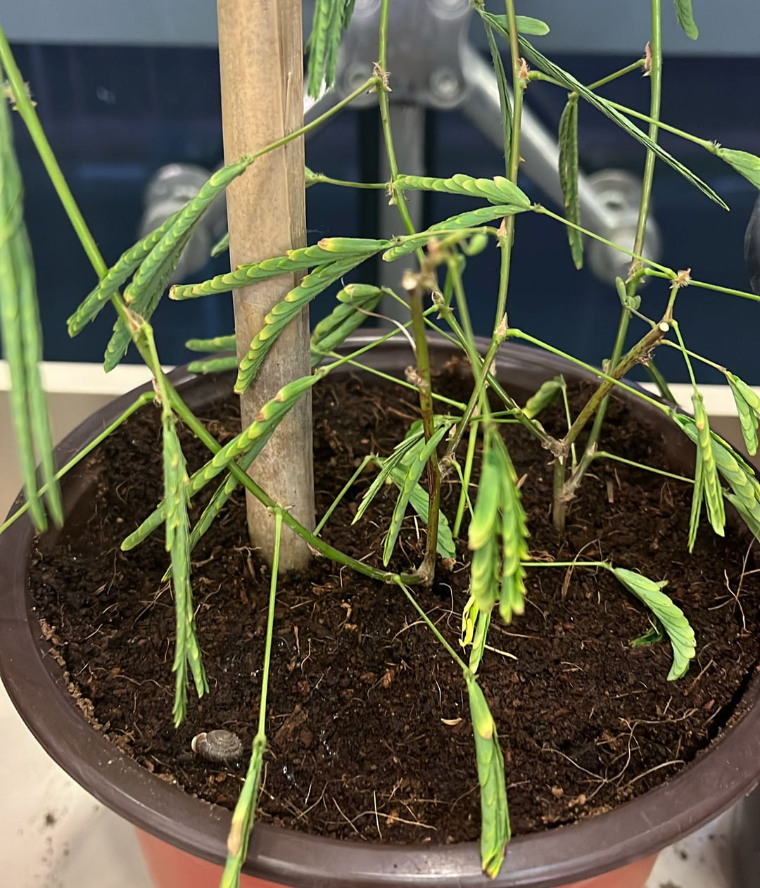 MIOSA PLANT - K1