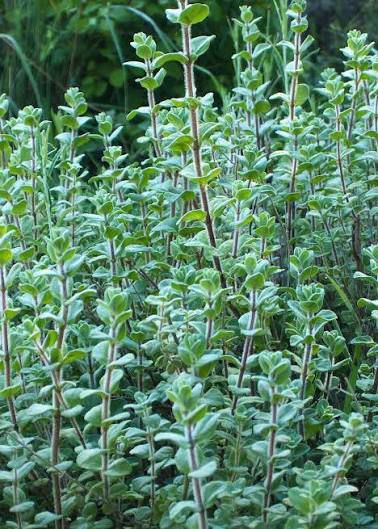 ORGANIC LABANESE ZAATAR SEEDLING <br> شتلات الزعتر اللبناني العضوية