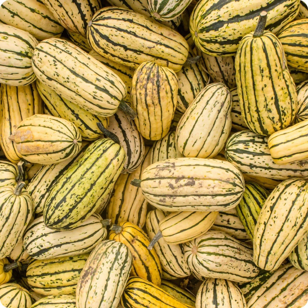 ORGANIC DELICATA SQUASH SEEDLING <br> شتلات قرع ديليكاتا العضوية
