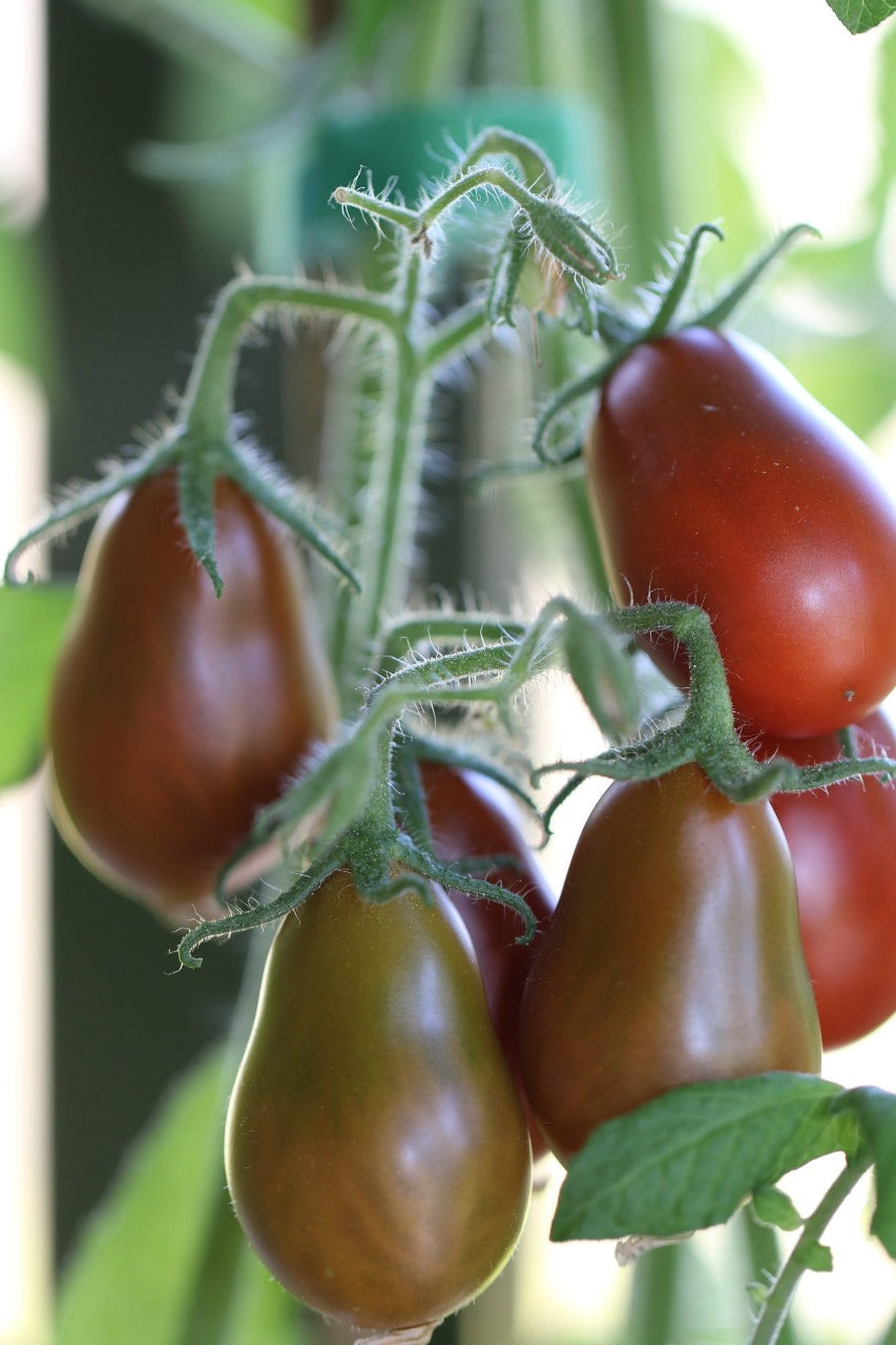 ORGANIC CHOCOLATE PEAR TOMATO SEEDLING<br>شتلات الطماطم شوكليت بير العضوية