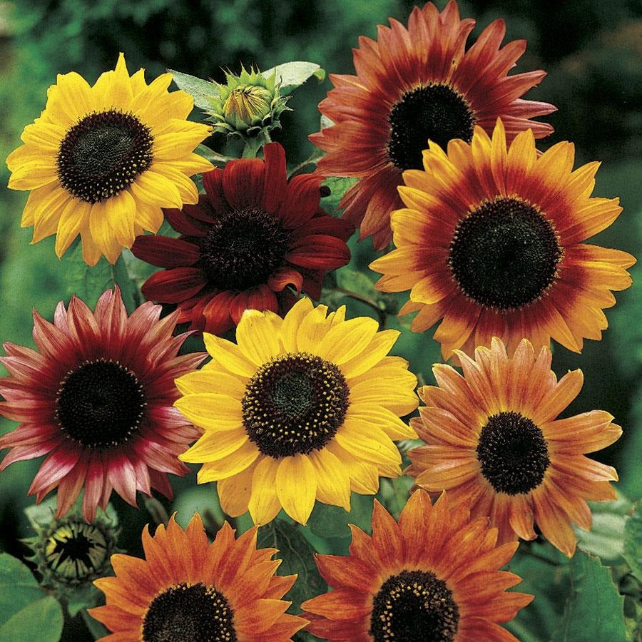 MIX SUNFLOWER SEEDLING <br> شتلات دوار الشمس المتنوعة