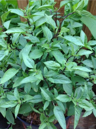 ORGANIC CINNAMON BASIL SEEDLING <br>شتلات ريحان القرفة العضوية