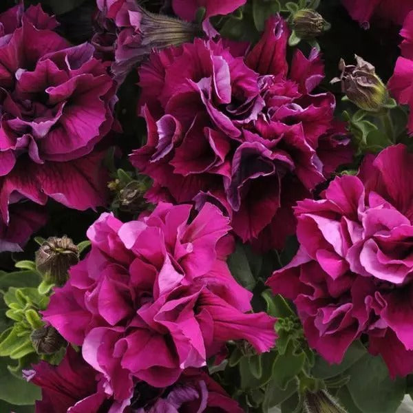 DOUBLE MADNESS PETUNIA SERIES BURGUNDY SEEDLING <br>شتلات زهور البتونيا الدبل سيريس برغاندي